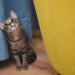 Thumbnail of post image 144